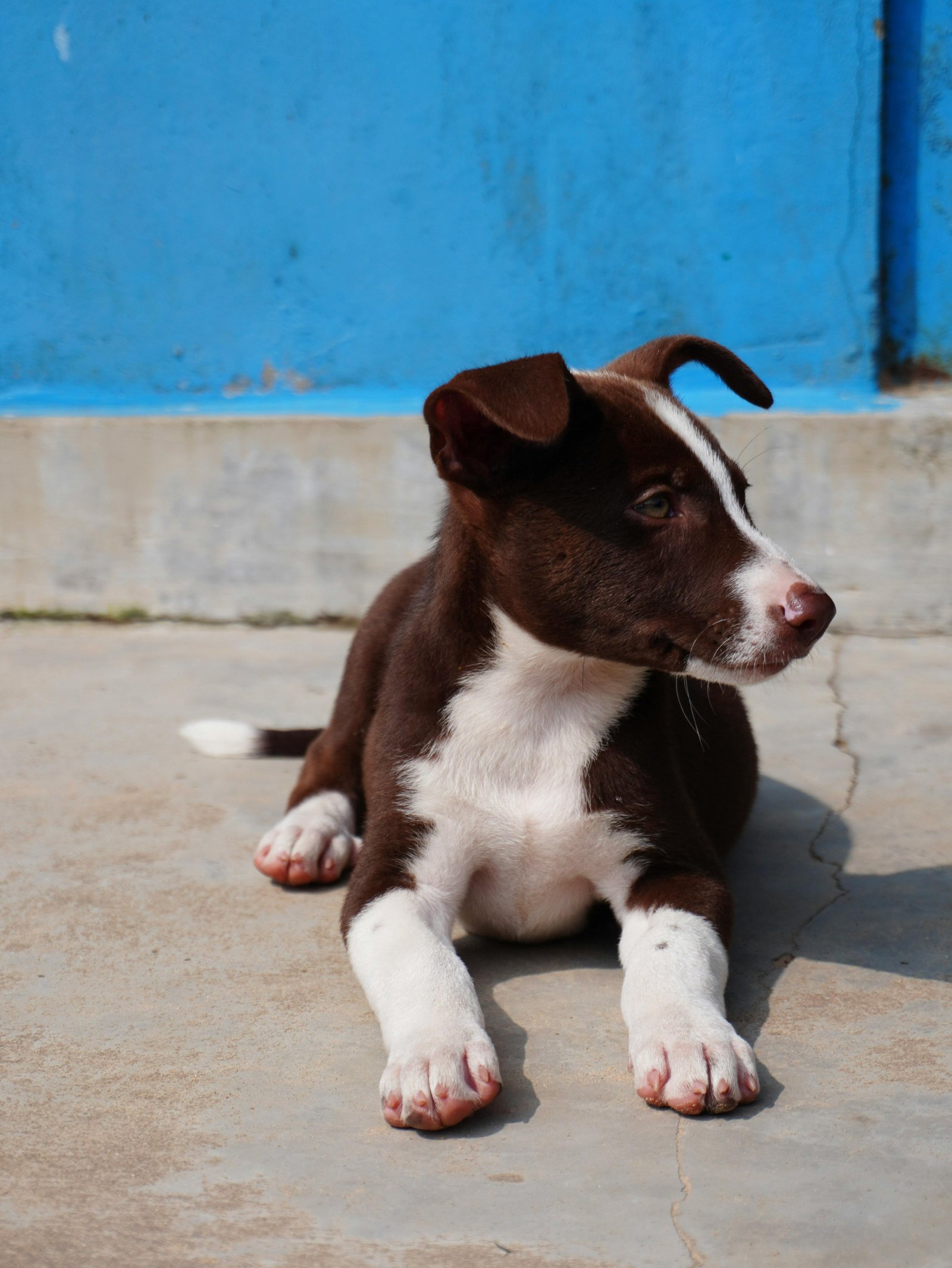 DOGY